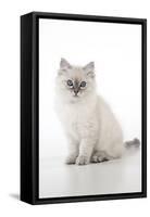 10 Week Old Ragdoll Kitten-null-Framed Stretched Canvas