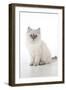 10 Week Old Ragdoll Kitten-null-Framed Photographic Print