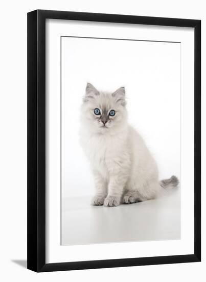 10 Week Old Ragdoll Kitten-null-Framed Photographic Print