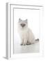 10 Week Old Ragdoll Kitten-null-Framed Photographic Print