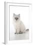 10 Week Old Ragdoll Kitten-null-Framed Photographic Print