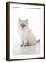 10 Week Old Ragdoll Kitten-null-Framed Photographic Print