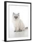 10 Week Old Ragdoll Kitten-null-Framed Photographic Print