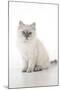 10 Week Old Ragdoll Kitten-null-Mounted Photographic Print