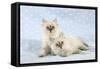 10 Week Old Ragdoll Kittens-null-Framed Stretched Canvas