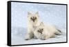 10 Week Old Ragdoll Kittens-null-Framed Stretched Canvas