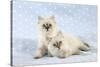 10 Week Old Ragdoll Kittens-null-Stretched Canvas