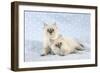 10 Week Old Ragdoll Kittens-null-Framed Photographic Print