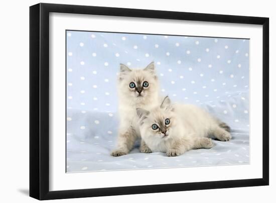 10 Week Old Ragdoll Kittens-null-Framed Photographic Print