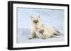 10 Week Old Ragdoll Kittens-null-Framed Photographic Print