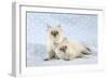 10 Week Old Ragdoll Kittens-null-Framed Photographic Print