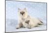 10 Week Old Ragdoll Kittens-null-Mounted Photographic Print