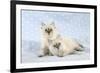 10 Week Old Ragdoll Kittens-null-Framed Photographic Print