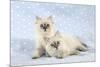 10 Week Old Ragdoll Kittens-null-Mounted Photographic Print