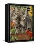 10-Week, Short-Haired Ticked Tabby Kittens with Nasturtiums, Montbretia and Yellow Daisies-Jane Burton-Framed Stretched Canvas