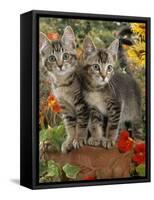 10-Week, Short-Haired Ticked Tabby Kittens with Nasturtiums, Montbretia and Yellow Daisies-Jane Burton-Framed Stretched Canvas
