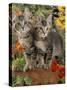 10-Week, Short-Haired Ticked Tabby Kittens with Nasturtiums, Montbretia and Yellow Daisies-Jane Burton-Stretched Canvas