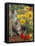 10-Week, Short-Haired Ticked Tabby Kittens with Nasturtiums, Montbretia and Yellow Daisies-Jane Burton-Framed Stretched Canvas