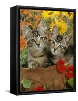 10-Week, Short-Haired Ticked Tabby Kittens with Nasturtiums, Montbretia and Yellow Daisies-Jane Burton-Framed Stretched Canvas