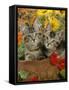 10-Week, Short-Haired Ticked Tabby Kittens with Nasturtiums, Montbretia and Yellow Daisies-Jane Burton-Framed Stretched Canvas