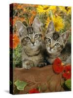 10-Week, Short-Haired Ticked Tabby Kittens with Nasturtiums, Montbretia and Yellow Daisies-Jane Burton-Stretched Canvas