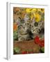 10-Week, Short-Haired Ticked Tabby Kittens with Nasturtiums, Montbretia and Yellow Daisies-Jane Burton-Framed Photographic Print