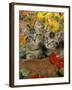 10-Week, Short-Haired Ticked Tabby Kittens with Nasturtiums, Montbretia and Yellow Daisies-Jane Burton-Framed Photographic Print