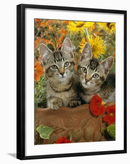 10-Week, Short-Haired Ticked Tabby Kittens with Nasturtiums, Montbretia and Yellow Daisies-Jane Burton-Framed Photographic Print