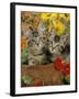 10-Week, Short-Haired Ticked Tabby Kittens with Nasturtiums, Montbretia and Yellow Daisies-Jane Burton-Framed Photographic Print