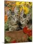 10-Week, Short-Haired Ticked Tabby Kittens with Nasturtiums, Montbretia and Yellow Daisies-Jane Burton-Mounted Photographic Print