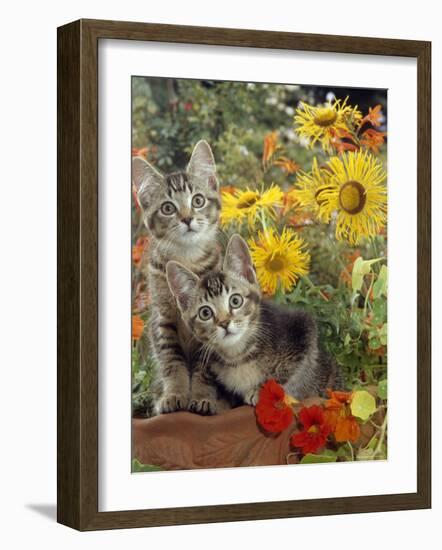 10-Week, Short-Haired Ticked Tabby Kittens with Nasturtiums, Montbretia and Yellow Daisies-Jane Burton-Framed Photographic Print