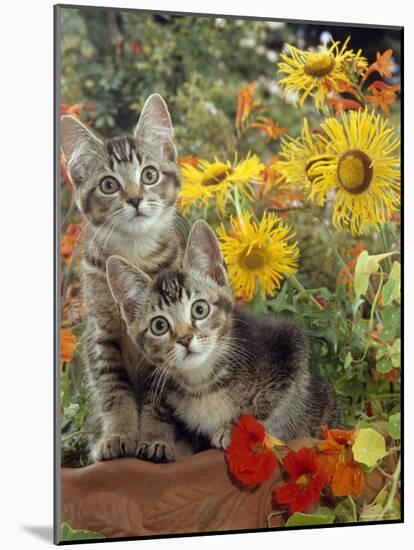 10-Week, Short-Haired Ticked Tabby Kittens with Nasturtiums, Montbretia and Yellow Daisies-Jane Burton-Mounted Photographic Print