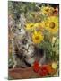 10-Week, Short-Haired Ticked Tabby Kittens with Nasturtiums, Montbretia and Yellow Daisies-Jane Burton-Mounted Photographic Print