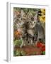 10-Week, Short-Haired Ticked Tabby Kittens with Nasturtiums, Montbretia and Yellow Daisies-Jane Burton-Framed Photographic Print