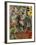 10-Week, Short-Haired Ticked Tabby Kittens with Nasturtiums, Montbretia and Yellow Daisies-Jane Burton-Framed Photographic Print