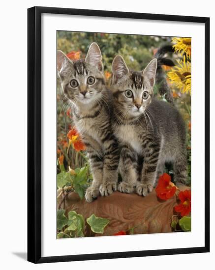 10-Week, Short-Haired Ticked Tabby Kittens with Nasturtiums, Montbretia and Yellow Daisies-Jane Burton-Framed Photographic Print