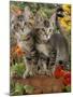 10-Week, Short-Haired Ticked Tabby Kittens with Nasturtiums, Montbretia and Yellow Daisies-Jane Burton-Mounted Photographic Print