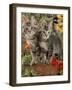 10-Week, Short-Haired Ticked Tabby Kittens with Nasturtiums, Montbretia and Yellow Daisies-Jane Burton-Framed Photographic Print