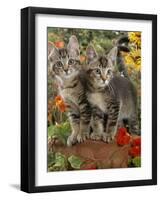 10-Week, Short-Haired Ticked Tabby Kittens with Nasturtiums, Montbretia and Yellow Daisies-Jane Burton-Framed Photographic Print