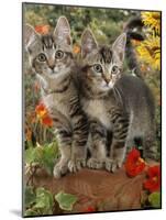 10-Week, Short-Haired Ticked Tabby Kittens with Nasturtiums, Montbretia and Yellow Daisies-Jane Burton-Mounted Photographic Print
