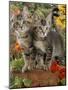 10-Week, Short-Haired Ticked Tabby Kittens with Nasturtiums, Montbretia and Yellow Daisies-Jane Burton-Mounted Photographic Print