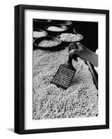 100 Pearls Being Counted at a Time Using Device at Factory-Alfred Eisenstaedt-Framed Photographic Print