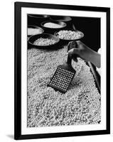 100 Pearls Being Counted at a Time Using Device at Factory-Alfred Eisenstaedt-Framed Photographic Print