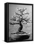 100-Year-Old Bonsai Cherry Tree in Collection of Keibun Tanaka-null-Framed Stretched Canvas