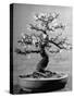 100-Year-Old Bonsai Cherry Tree in Collection of Keibun Tanaka-null-Stretched Canvas