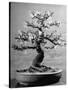 100-Year-Old Bonsai Cherry Tree in Collection of Keibun Tanaka-null-Stretched Canvas