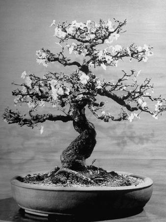 Bonsai Posters & Wall Art Prints | AllPosters.com
