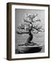 100-Year-Old Bonsai Cherry Tree in Collection of Keibun Tanaka-null-Framed Photographic Print