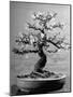 100-Year-Old Bonsai Cherry Tree in Collection of Keibun Tanaka-null-Mounted Photographic Print