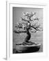 100-Year-Old Bonsai Cherry Tree in Collection of Keibun Tanaka-null-Framed Photographic Print